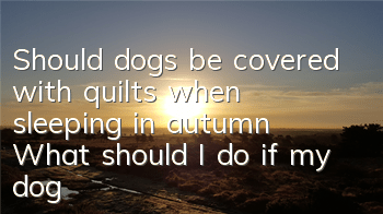TShould dogs be covered with quilts when sleeping in autumn? What should I do if my dog ​​catches a cold?