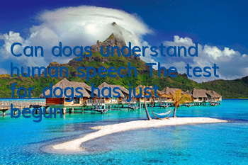 Can dogs understand human speech? The test for dogs has just begun!