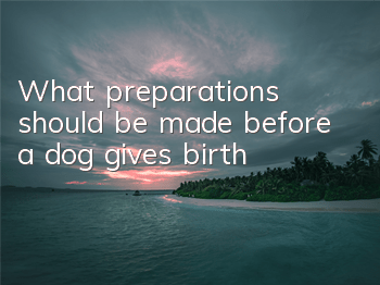 What preparations should be made before a dog gives birth?