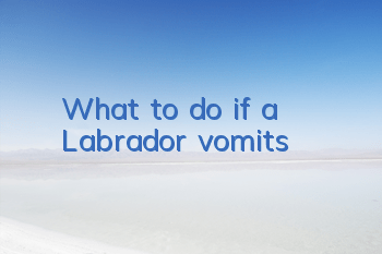 What to do if a Labrador vomits