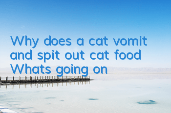 Why does a cat vomit and spit out cat food? What's going on?
