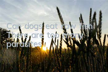 Can dogs eat raw fish? There are too many parasites!