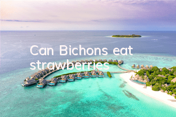 TCan Bichons eat strawberries?