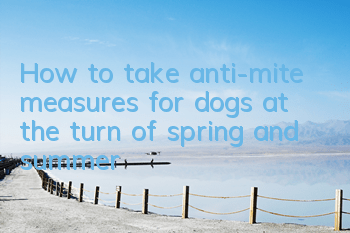THow to take anti-mite measures for dogs at the turn of spring and summer