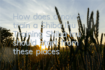 How does a novice train a Shiba Inu? Training Shiba Inu should start from these places