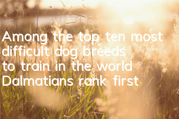 TAmong the top ten most difficult dog breeds to train in the world, Dalmatians rank first!