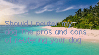 Should I neuter my dog? The pros and cons of neutering your dog