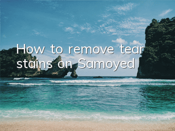 THow to remove tear stains on Samoyed
