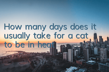 How many days does it usually take for a cat to be in heat?