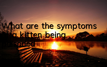 What are the symptoms of a kitten being poisoned?