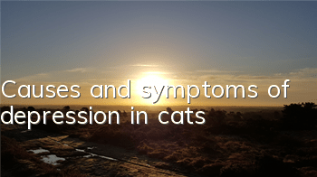 TCauses and symptoms of depression in cats