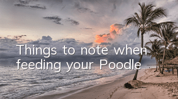 TThings to note when feeding your Poodle