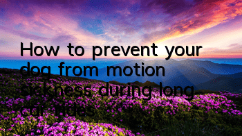 THow to prevent your dog from motion sickness during long car rides