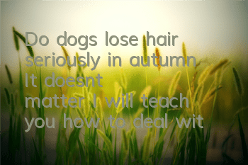 Do dogs lose hair seriously in autumn? It doesn't matter, I will teach you how to deal with it