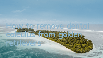 How to remove dental calculus from golden retrievers