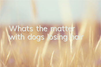 TWhat’s the matter with dogs losing hair?