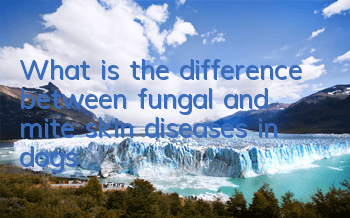 TWhat is the difference between fungal and mite skin diseases in dogs?