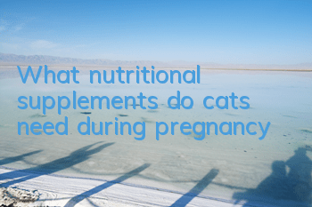 TWhat nutritional supplements do cats need during pregnancy?