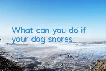 TWhat can you do if your dog snores?