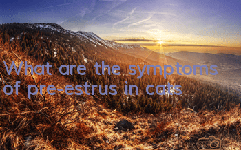 TWhat are the symptoms of pre-estrus in cats?