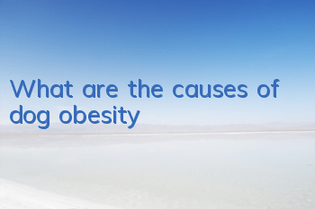 What are the causes of dog obesity?
