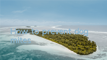 THow to prevent dog mites