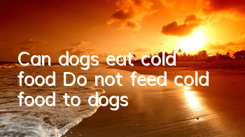 TCan dogs eat cold food? Do not feed cold food to dogs!