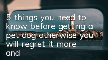 5 things you need to know before getting a pet dog, otherwise you will regret it more and more!