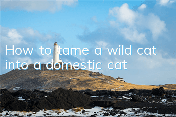 How to tame a wild cat into a domestic cat