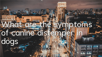 TWhat are the symptoms of canine distemper in dogs?