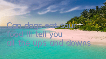 TCan dogs eat sour food? I’ll tell you all the ups and downs!