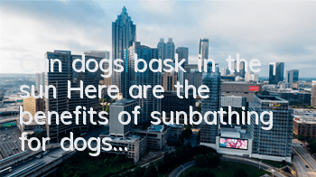 Can dogs bask in the sun? Here are the benefits of sunbathing for dogs...