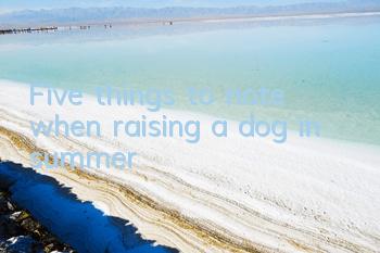 Five things to note when raising a dog in summer