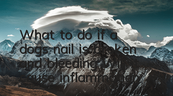 What to do if a dog’s nail is broken and bleeding? Will it cause inflammation?