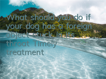 TWhat should you do if your dog has a foreign object stuck in its throat? Timely treatment is crucial!