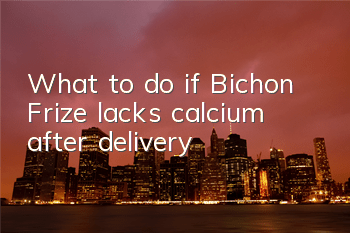 TWhat to do if Bichon Frize lacks calcium after delivery?