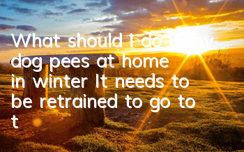 What should I do if my dog ​​pees at home in winter? It needs to be retrained to go to the toilet at a fixed location.