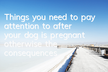 Things you need to pay attention to after your dog is pregnant, otherwise the consequences will be disastrous!