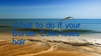 What to do if your Border Collie loses hair