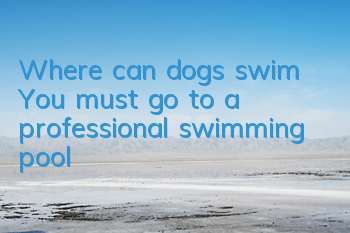 Where can dogs swim? You must go to a professional swimming pool!