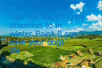 Tips for dogs to pay attention to in winter: Point 8 can save your dog’s life!