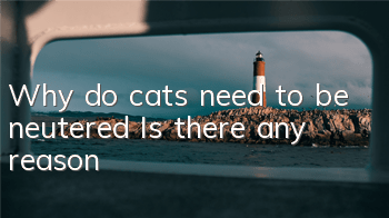 Why do cats need to be neutered? Is there any reason?