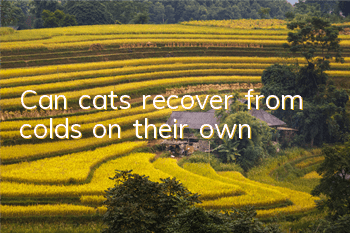 TCan cats recover from colds on their own?