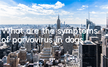 TWhat are the symptoms of parvovirus in dogs?