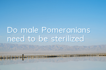 Do male Pomeranians need to be sterilized?