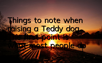 TThings to note when raising a Teddy dog: The first point is what most people do!
