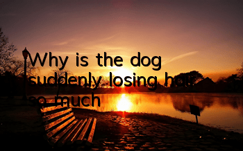 TWhy is the dog suddenly losing hair so much?