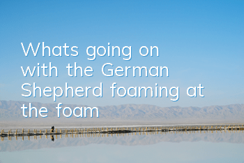 TWhat's going on with the German Shepherd foaming at the foam?