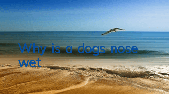 Why is a dog’s nose wet?