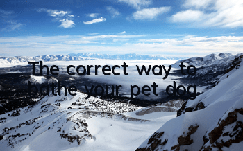 The correct way to bathe your pet dog